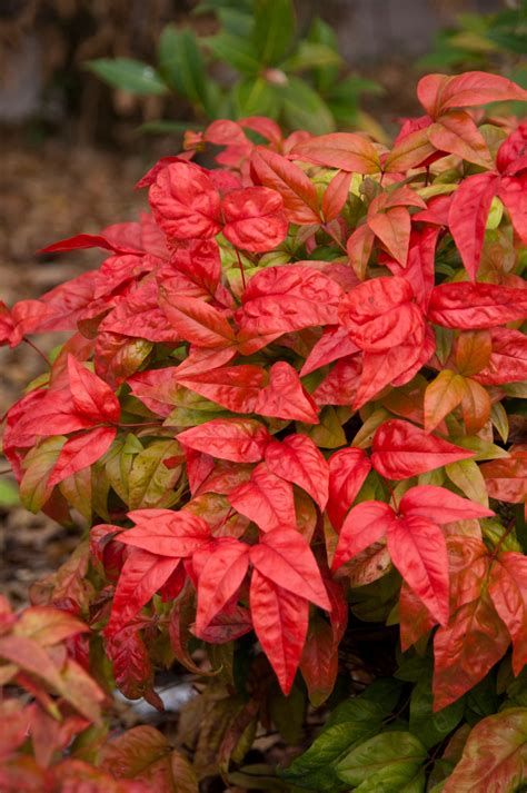 火焰南天竹|火焰南天竹 Nandina domestica cv. Firepower